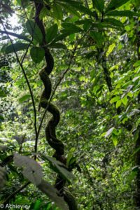 Borneo_Mulu_Hiking-0004