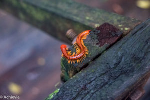 Borneo_Mulu_Hiking-0005