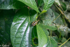 Borneo_Mulu_Hiking-0006