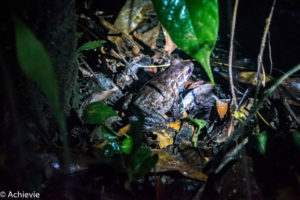 Borneo_Mulu_Hiking-0007