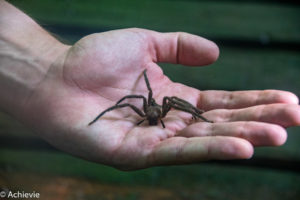 Borneo_Mulu_Hiking-0008