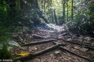 Borneo_Mulu_Hiking-0009