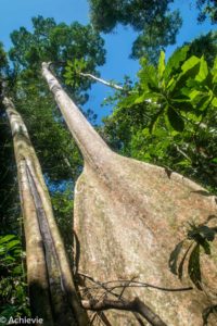 Borneo_Mulu_Hiking-0016