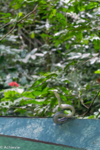 Borneo, Malaysia - Mulu - Gunung Mulu National Park - Snake encounter