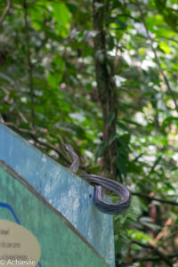 Borneo, Malaysia - Mulu - Gunung Mulu National Park - Snake encounter