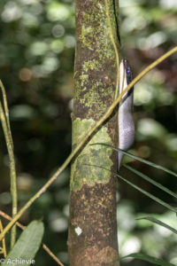 Borneo, Malaysia - Mulu - Gunung Mulu National Park - Snake encounter