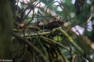 Borneo, Malaysia - Mulu - Gunung Mulu National Park - Snake encounter