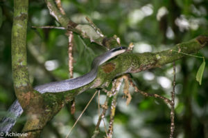 Borneo, Malaysia - Mulu - Gunung Mulu National Park - Snake encounter
