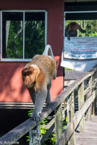 Borneo, Malaysia - Labuk Bay Proboscis Monkey Sanctuary