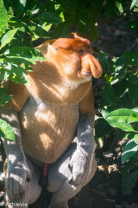 Borneo, Malaysia - Labuk Bay Proboscis Monkey Sanctuary