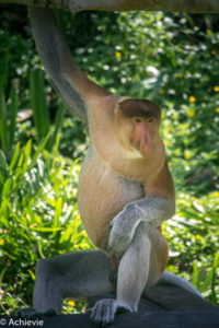 Borneo, Malaysia - Labuk Bay Proboscis Monkey Sanctuary