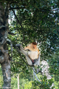 Borneo, Malaysia - Labuk Bay Proboscis Monkey Sanctuary