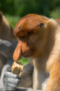 Borneo, Malaysia - Labuk Bay Proboscis Monkey Sanctuary