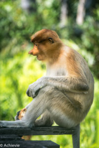 Borneo, Malaysia - Labuk Bay Proboscis Monkey Sanctuary