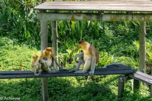 Borneo, Malaysia - Labuk Bay Proboscis Monkey Sanctuary