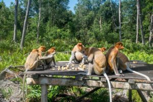 Borneo, Malaysia - Labuk Bay Proboscis Monkey Sanctuary