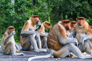 Borneo, Malaysia - Labuk Bay Proboscis Monkey Sanctuary