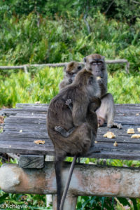 Borneo, Malaysia - Labuk Bay Proboscis Monkey Sanctuary