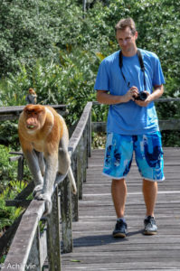 Borneo, Malaysia - Labuk Bay Proboscis Monkey Sanctuary