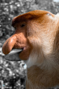 Borneo, Malaysia - Labuk Bay Proboscis Monkey Sanctuary