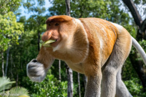 Borneo, Malaysia - Labuk Bay Proboscis Monkey Sanctuary