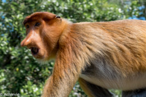 Borneo, Malaysia - Labuk Bay Proboscis Monkey Sanctuary