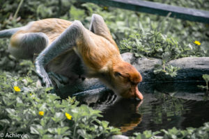 Borneo, Malaysia - Labuk Bay Proboscis Monkey Sanctuary