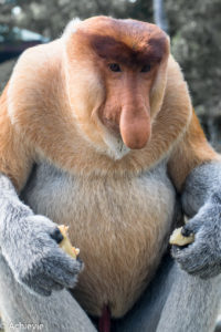 Borneo, Malaysia - Labuk Bay Proboscis Monkey Sanctuary