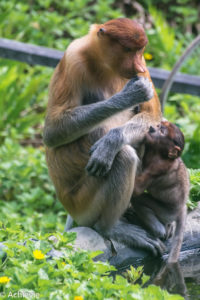 Borneo, Malaysia - Labuk Bay Proboscis Monkey Sanctuary