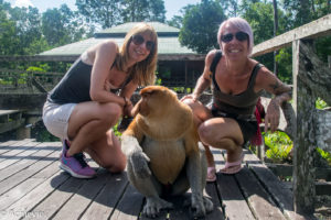 Borneo, Malaysia - Labuk Bay Proboscis Monkey Sanctuary
