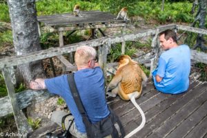 Borneo, Malaysia - Labuk Bay Proboscis Monkey Sanctuary