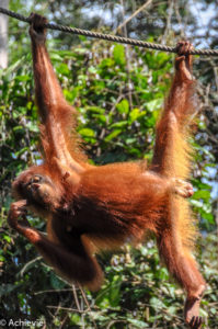 Borneo_Sepilok-0001