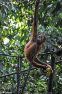 Borneo_Sepilok-0002
