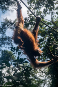 Borneo_Sepilok-0005