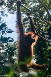Borneo_Sepilok-0006