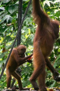 Borneo_Sepilok-0008