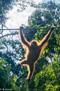 Borneo_Sepilok-0009