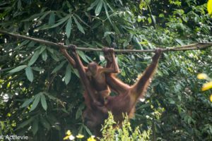 Borneo_Sepilok-0010