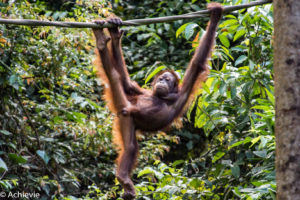 Borneo_Sepilok-0012