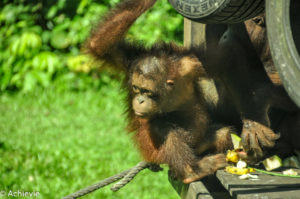 Borneo_Sepilok-0013