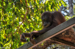 Borneo_Sepilok-0014