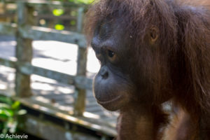 Borneo_Sepilok-0017