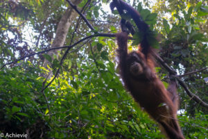 Borneo_Sepilok-0019