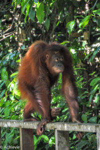 Borneo_Sepilok-0020