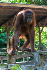 Borneo_Sepilok-0021