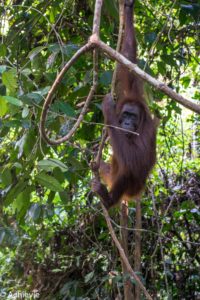 Borneo_Sepilok-0022