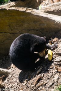 Borneo, Malaysia - The Bornean Sun Bear Conservation Centre