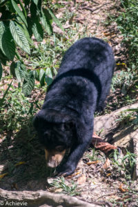 Borneo, Malaysia - The Bornean Sun Bear Conservation Centre