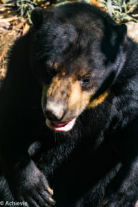 Borneo, Malaysia - The Bornean Sun Bear Conservation Centre