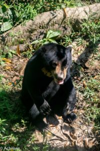 Borneo, Malaysia - The Bornean Sun Bear Conservation Centre